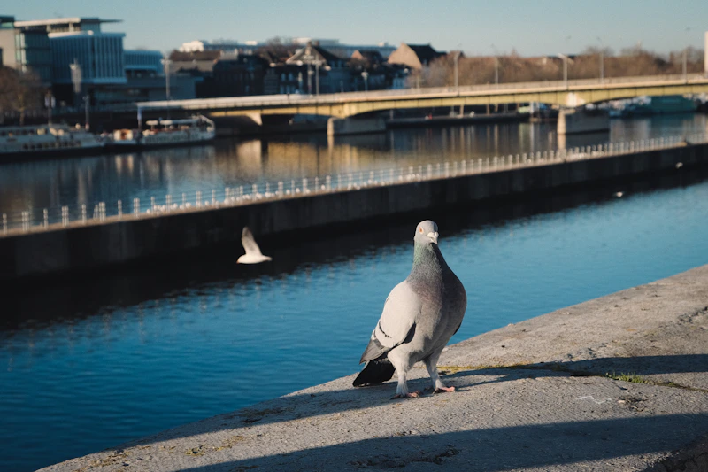 Pigeon stands on a ledge by the water.